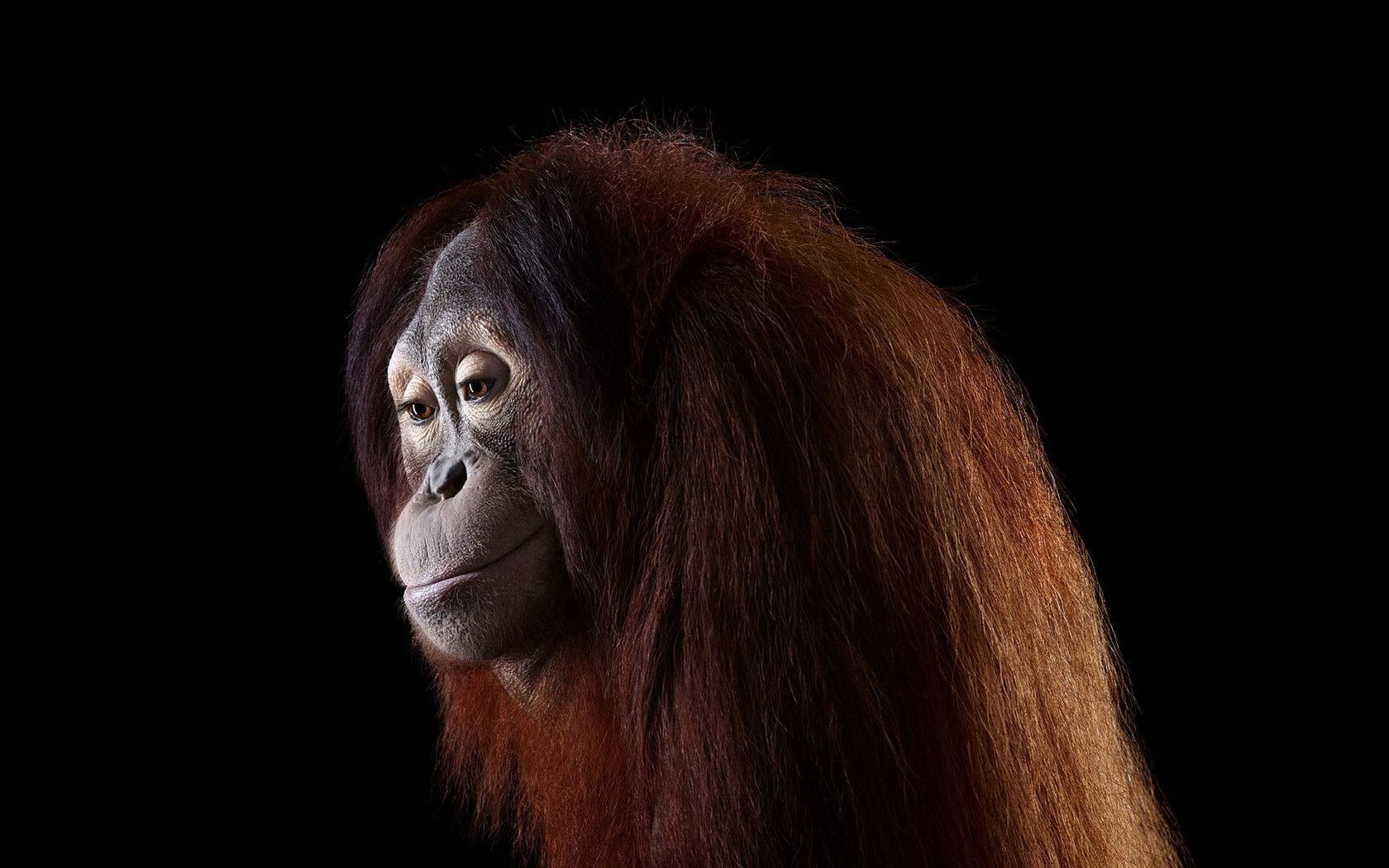 Обои фон, обезьяна, орангутанг, орангутан, брэд уилсон, background, monkey, orangutan, brad wilson разрешение 1920x1288 Загрузить