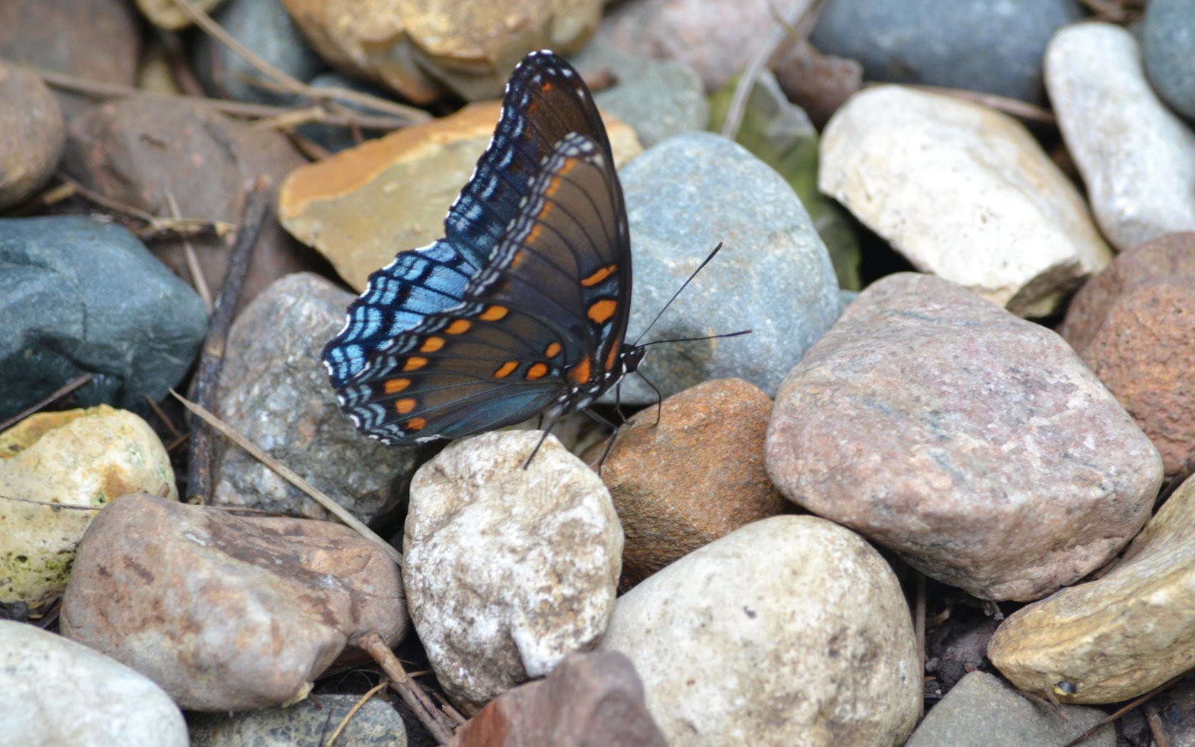 Обои камни, насекомое, узор, бабочка, крылья, stones, insect, pattern, butterfly, wings разрешение 2048x1365 Загрузить