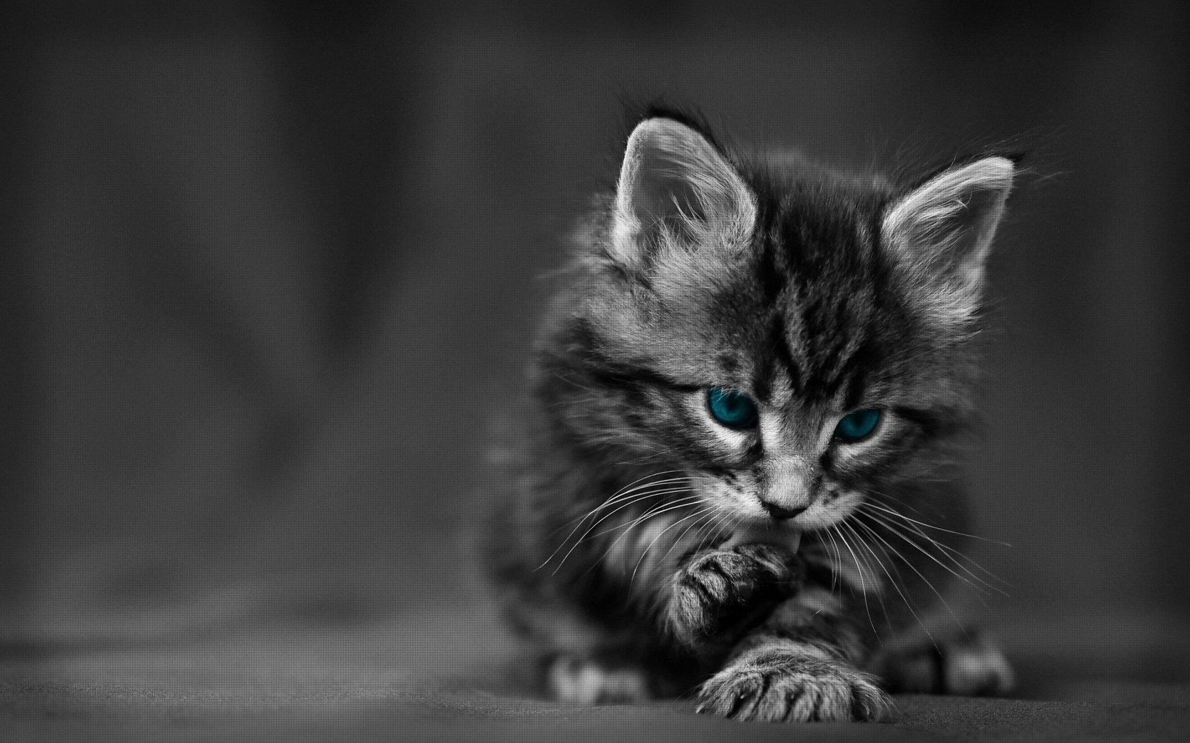 Обои кошка, котенок, пушистый, голубые глазки, cat, kitty, fluffy, blue eyes разрешение 1920x1200 Загрузить