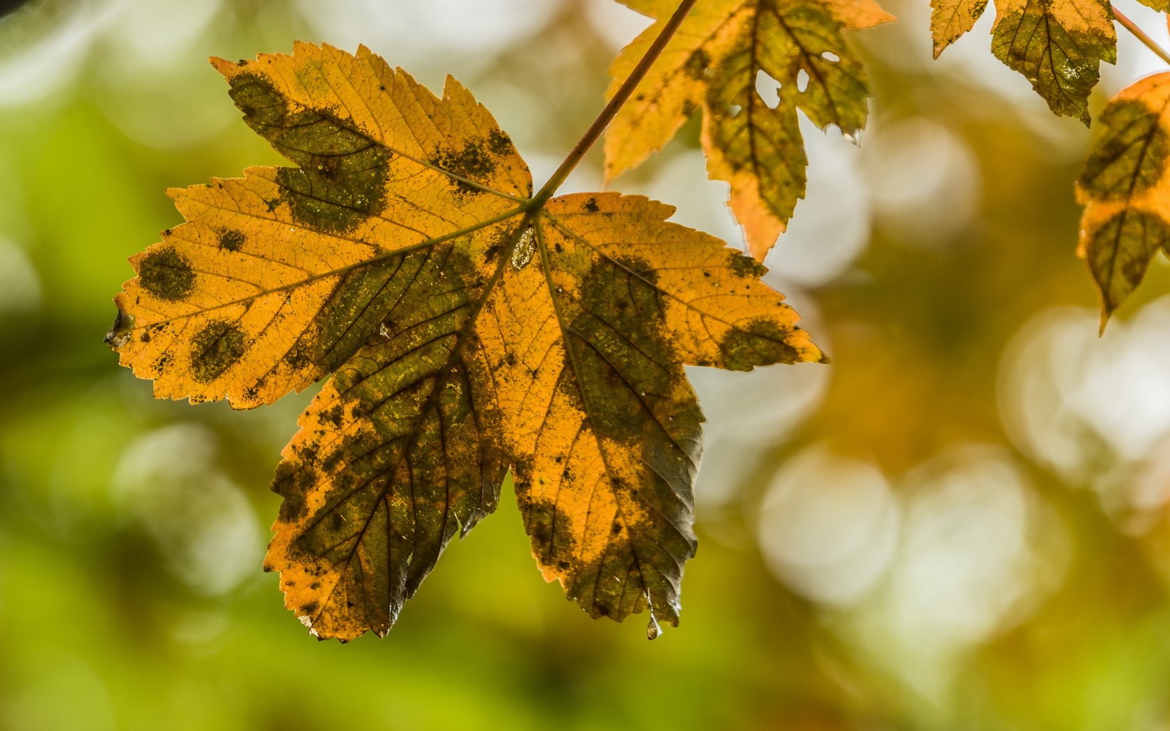 Обои природа, листья, осень, nature, leaves, autumn разрешение 2636x1440 Загрузить