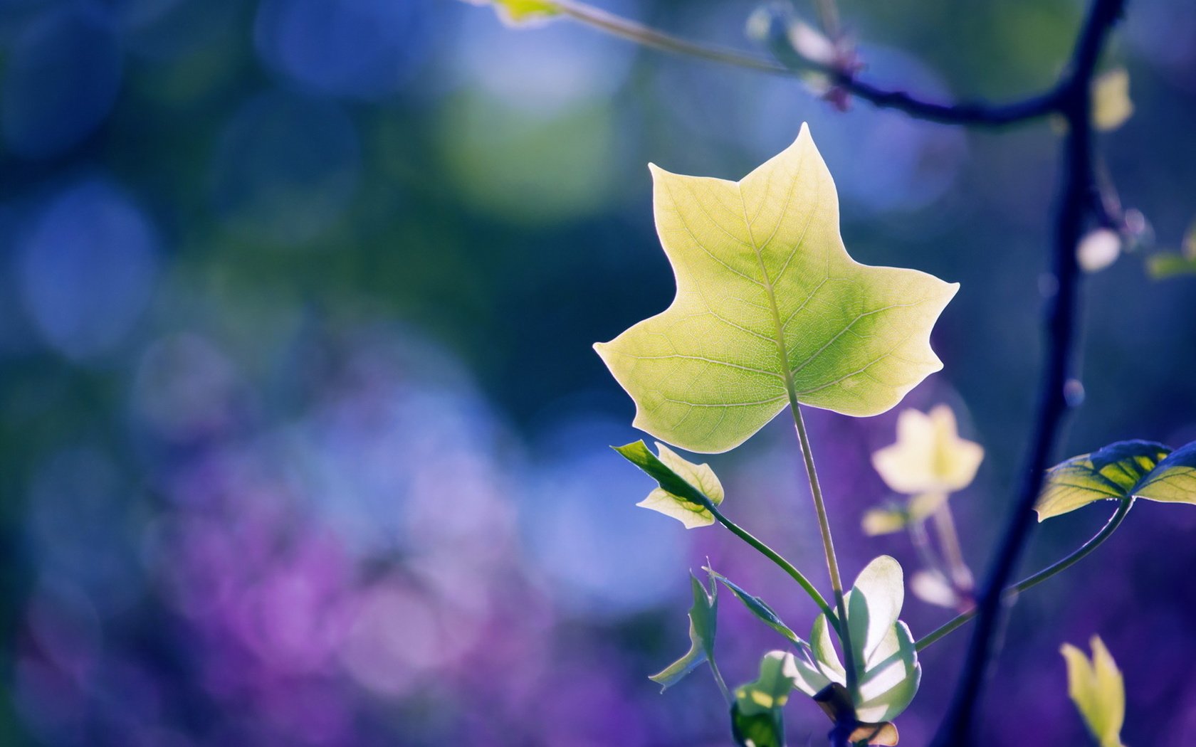 Обои ветка, природа, листья, фон, цвет, branch, nature, leaves, background, color разрешение 1920x1276 Загрузить