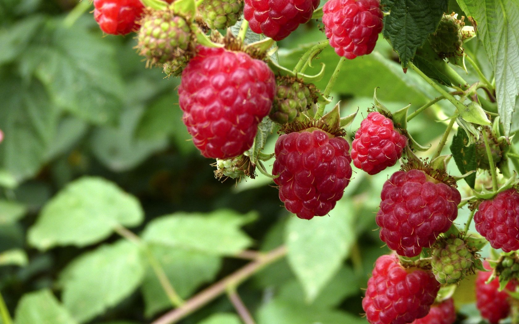 Обои малина, лето, ягоды, кустарник, raspberry, summer, berries, shrub разрешение 2560x1824 Загрузить