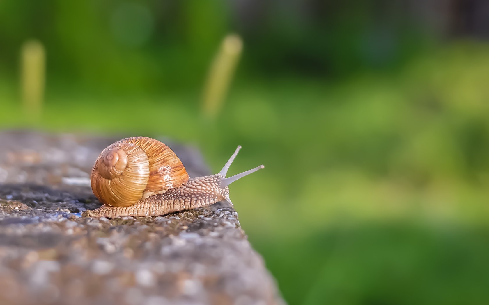 Обои макро, улитка, раковина, macro, snail, sink разрешение 3008x2000 Загрузить