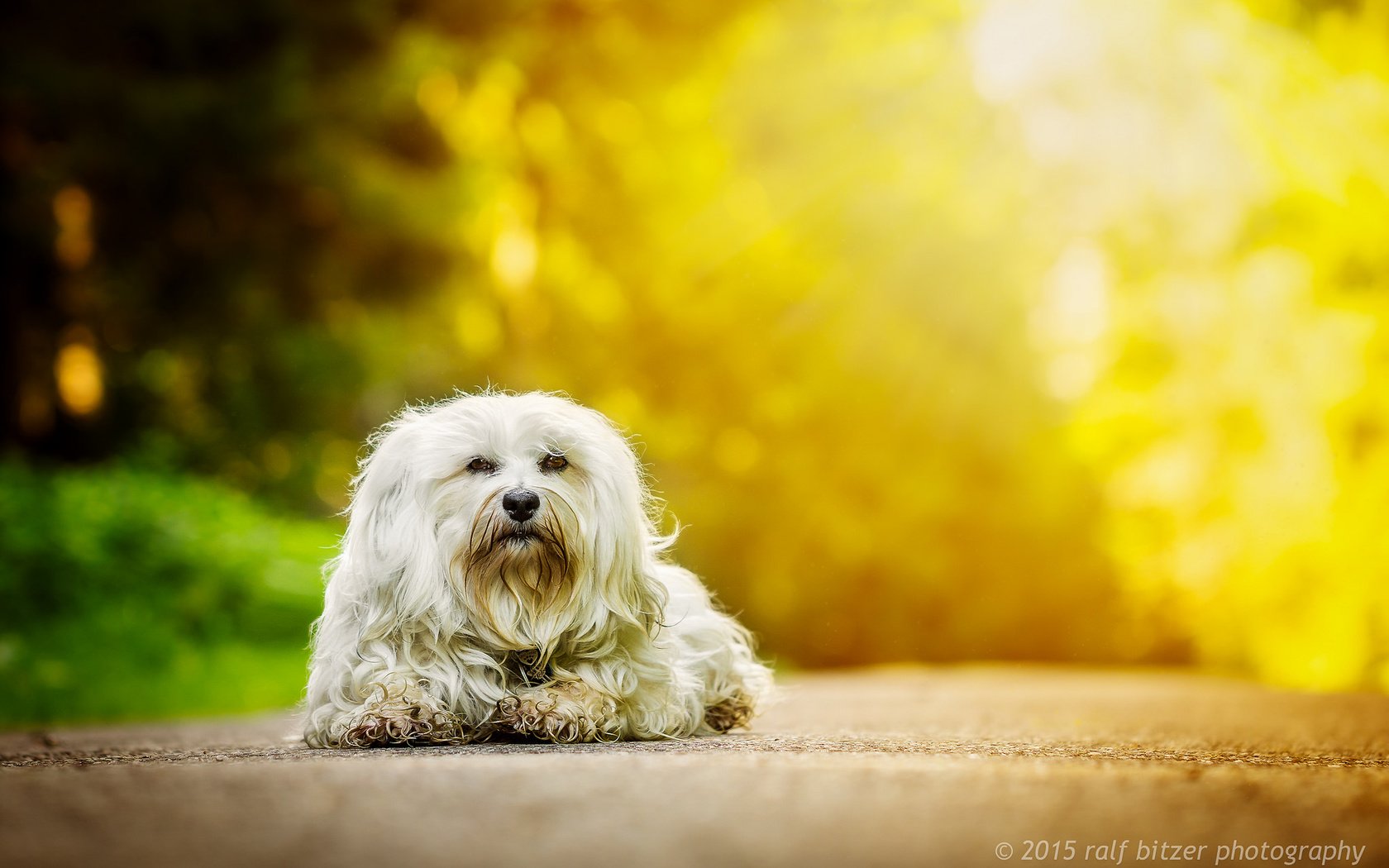 Обои осень, собака, гаванский бишон, бишон, autumn, dog, the havanese, bichon разрешение 2048x1365 Загрузить