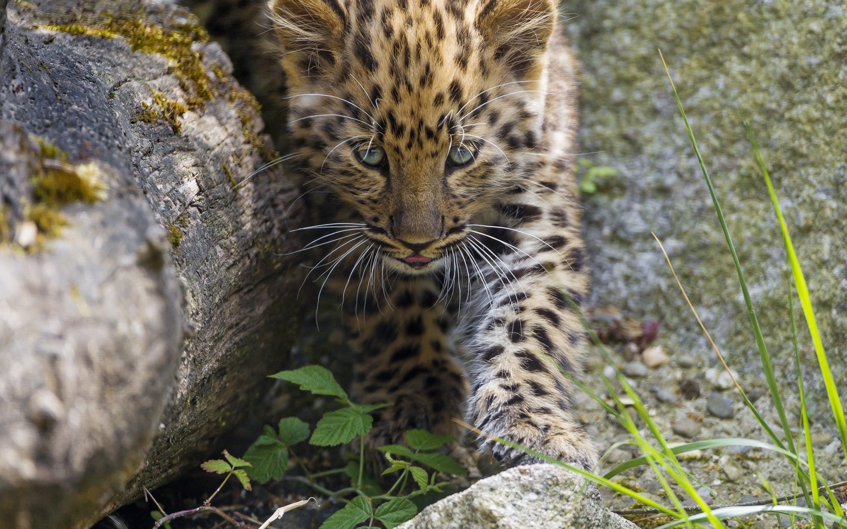 Обои трава, камни, кошка, котенок, леопард, детеныш, амурский, ©tambako the jaguar, grass, stones, cat, kitty, leopard, cub, amur разрешение 2880x2304 Загрузить