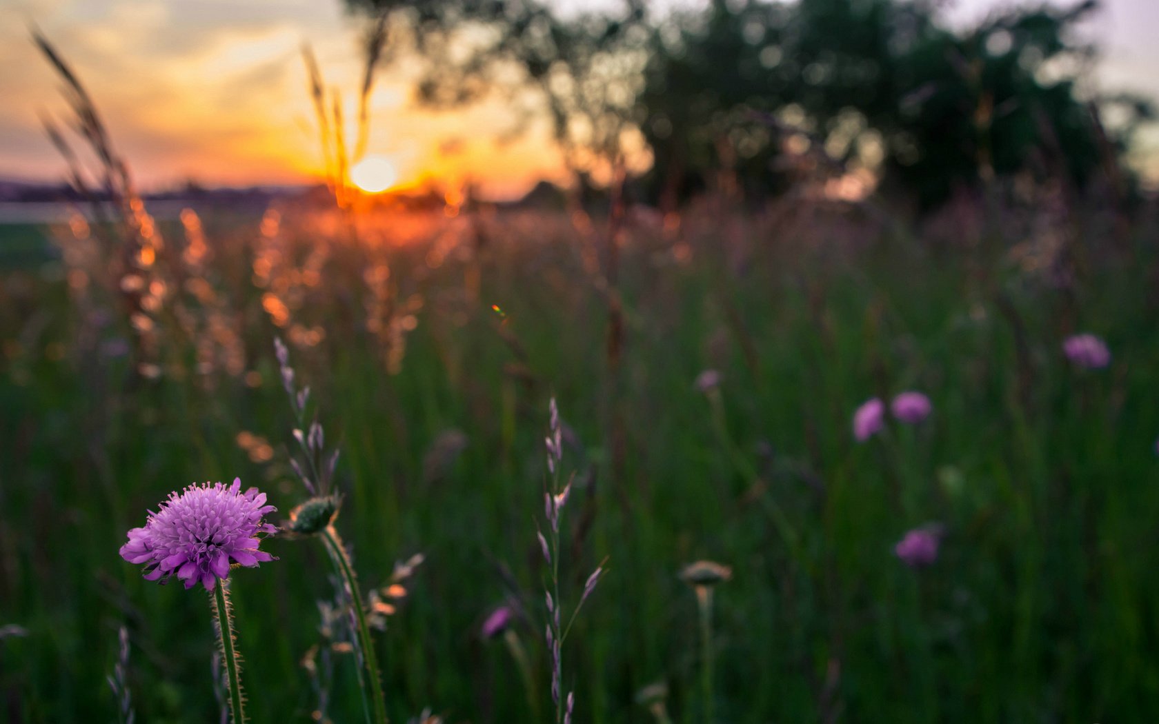 Обои цветы, трава, вечер, солнце, закат, поле, сиреневые, flowers, grass, the evening, the sun, sunset, field, lilac разрешение 1920x1200 Загрузить