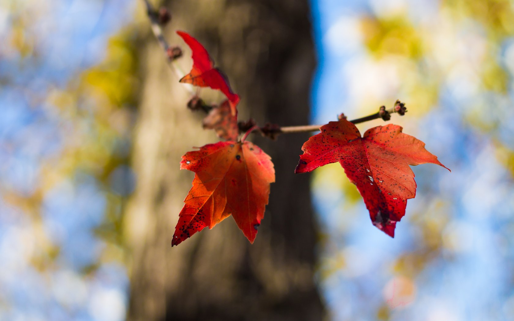 Обои природа, листья, осень, nature, leaves, autumn разрешение 4272x2848 Загрузить