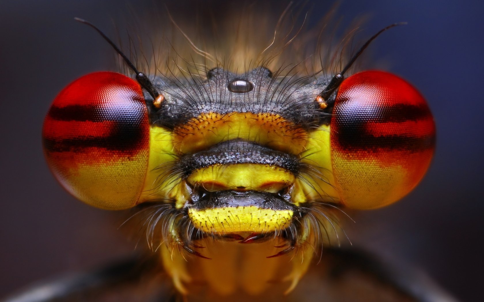 Обои глаза, природа, макро, насекомое, eyes, nature, macro, insect разрешение 2560x1600 Загрузить