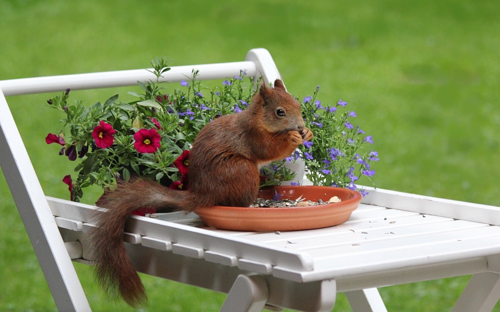 Обои семечки, белочка, грызет, на столике, seeds, squirrel, nibbles, on the table разрешение 1920x1200 Загрузить