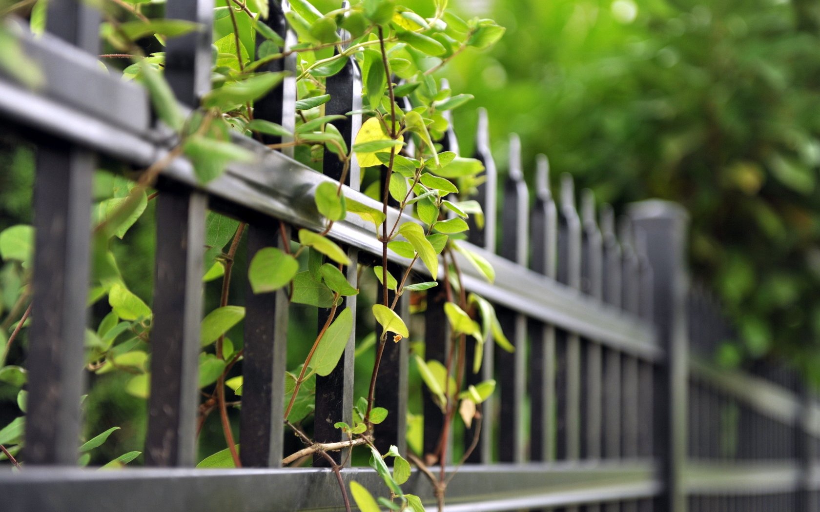 Обои ветки, лето, забор, зеленые листья, ограда, branches, summer, the fence, green leaves, fence разрешение 1920x1200 Загрузить