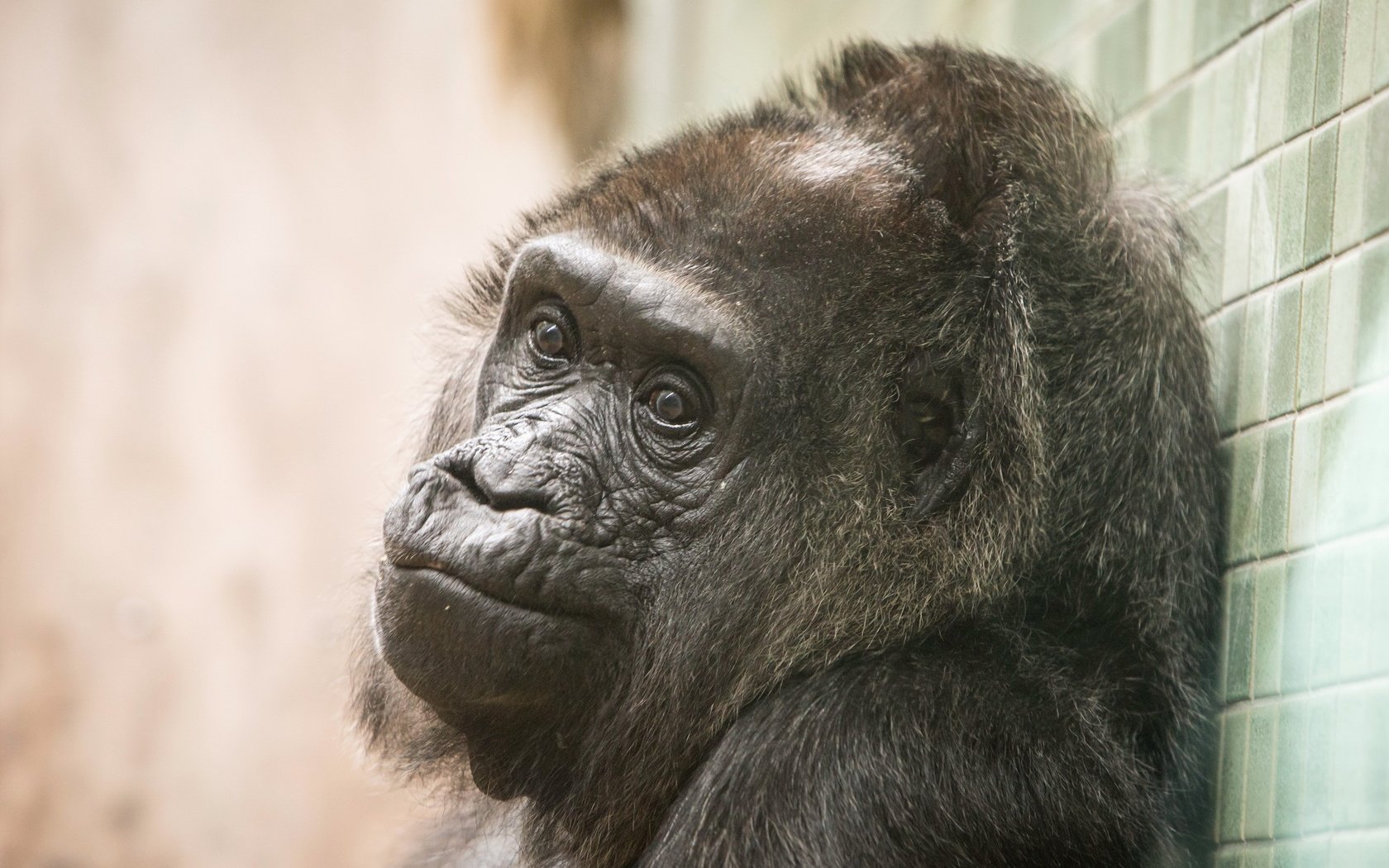 Обои обезьяна, горилла, primate, calgary zoo, monkey, gorilla разрешение 2560x1707 Загрузить