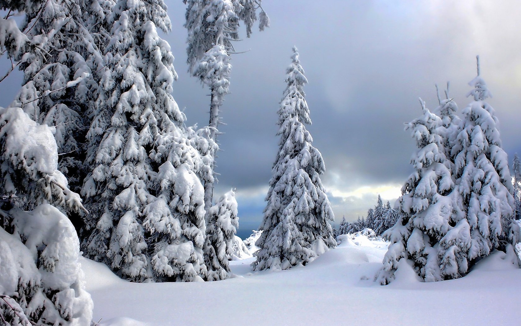 Обои деревья, снег, зима, германия, harz national park, национальный парк гарц, trees, snow, winter, germany, the harz national park разрешение 2048x1230 Загрузить