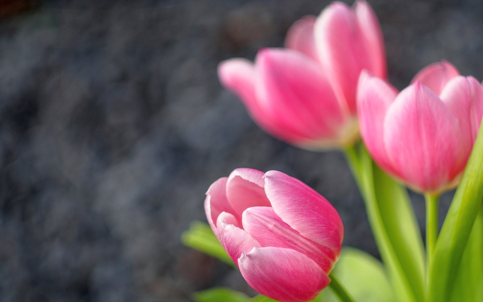 Обои бутоны, тюльпаны, боке, buds, tulips, bokeh разрешение 2048x1536 Загрузить