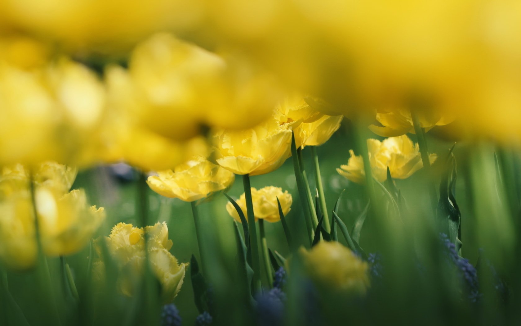 Обои цветы, природа, фон, размытость, тюльпаны, желтые, flowers, nature, background, blur, tulips, yellow разрешение 2047x1277 Загрузить