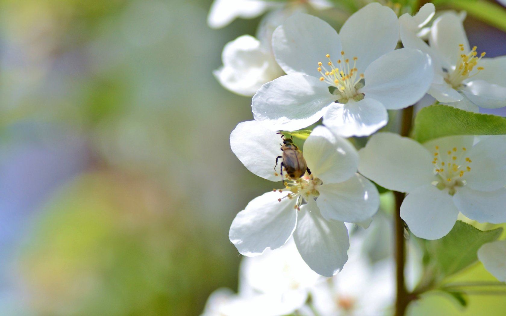 Обои ветка, цветение, жук, макро, весна, branch, flowering, beetle, macro, spring разрешение 2048x1356 Загрузить