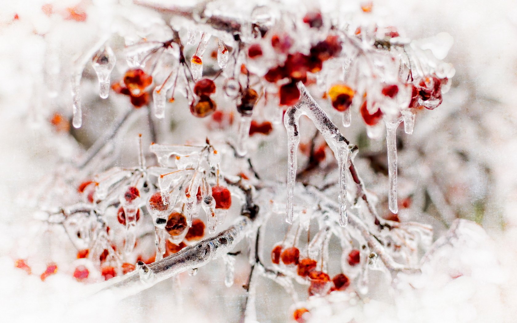 Обои природа, лёд, ягоды, nature, ice, berries разрешение 2560x1707 Загрузить