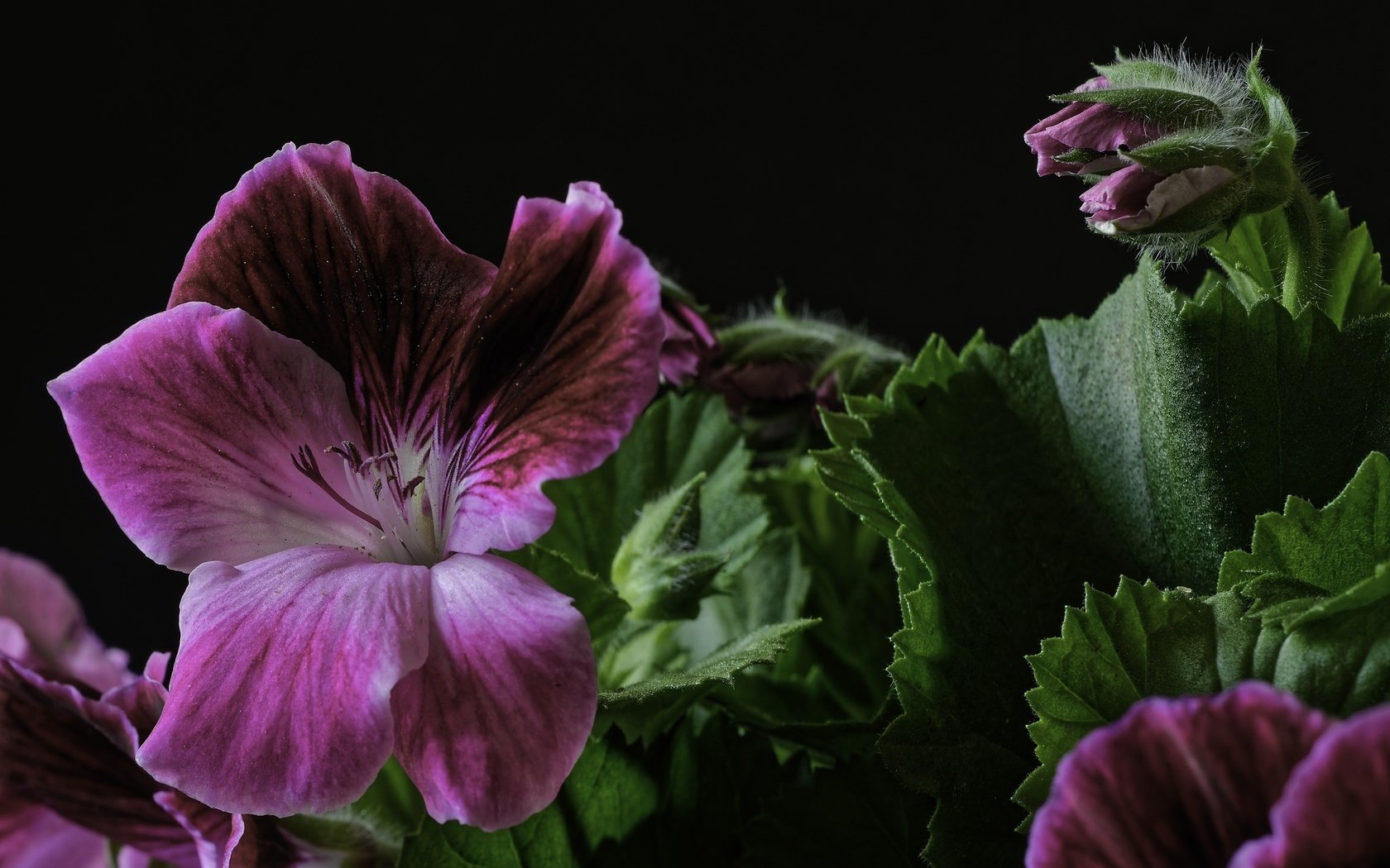 Обои макро, цветок, герань, macro, flower, geranium разрешение 2048x1367 Загрузить