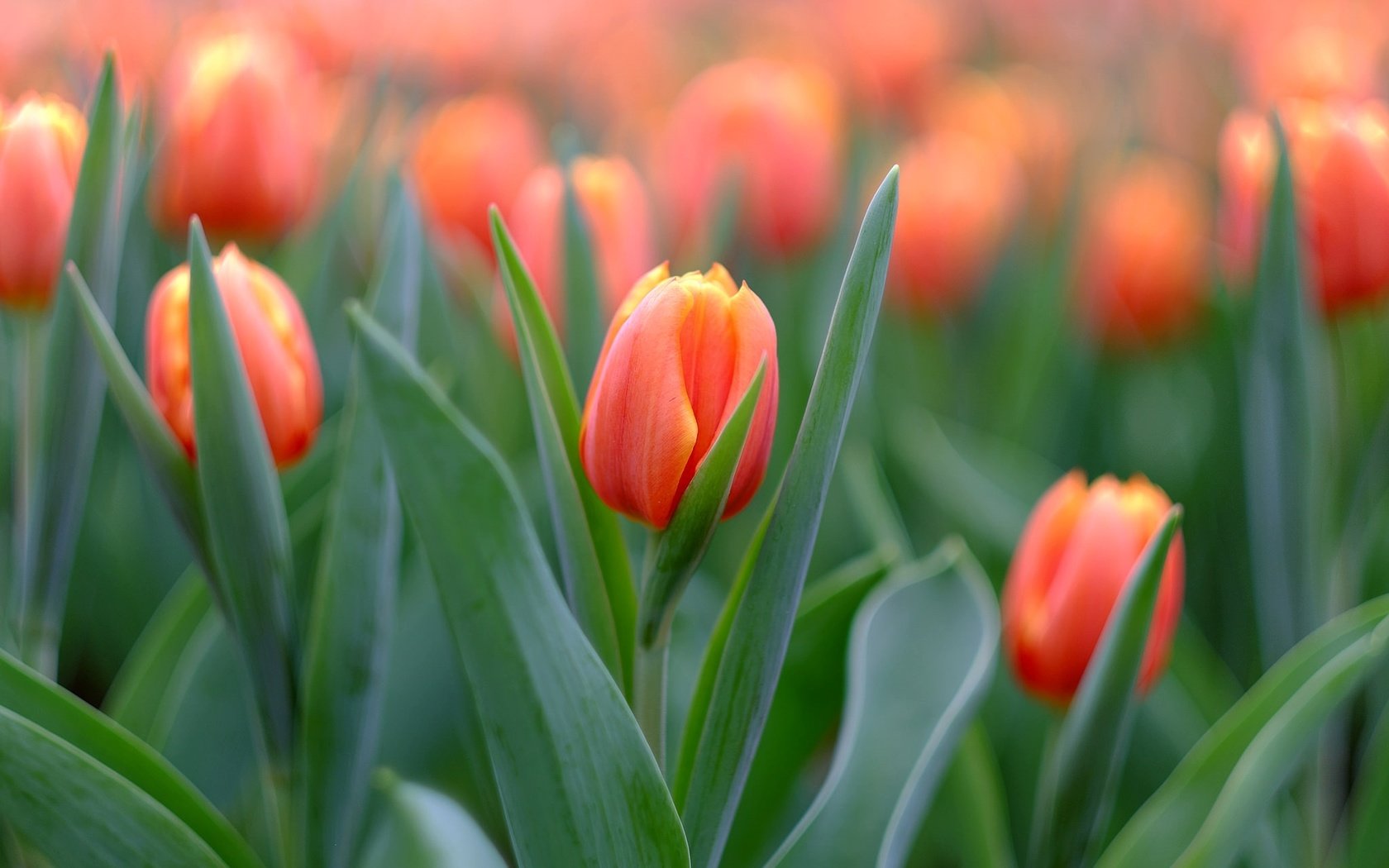 Обои бутоны, макро, тюльпаны, buds, macro, tulips разрешение 2048x1366 Загрузить
