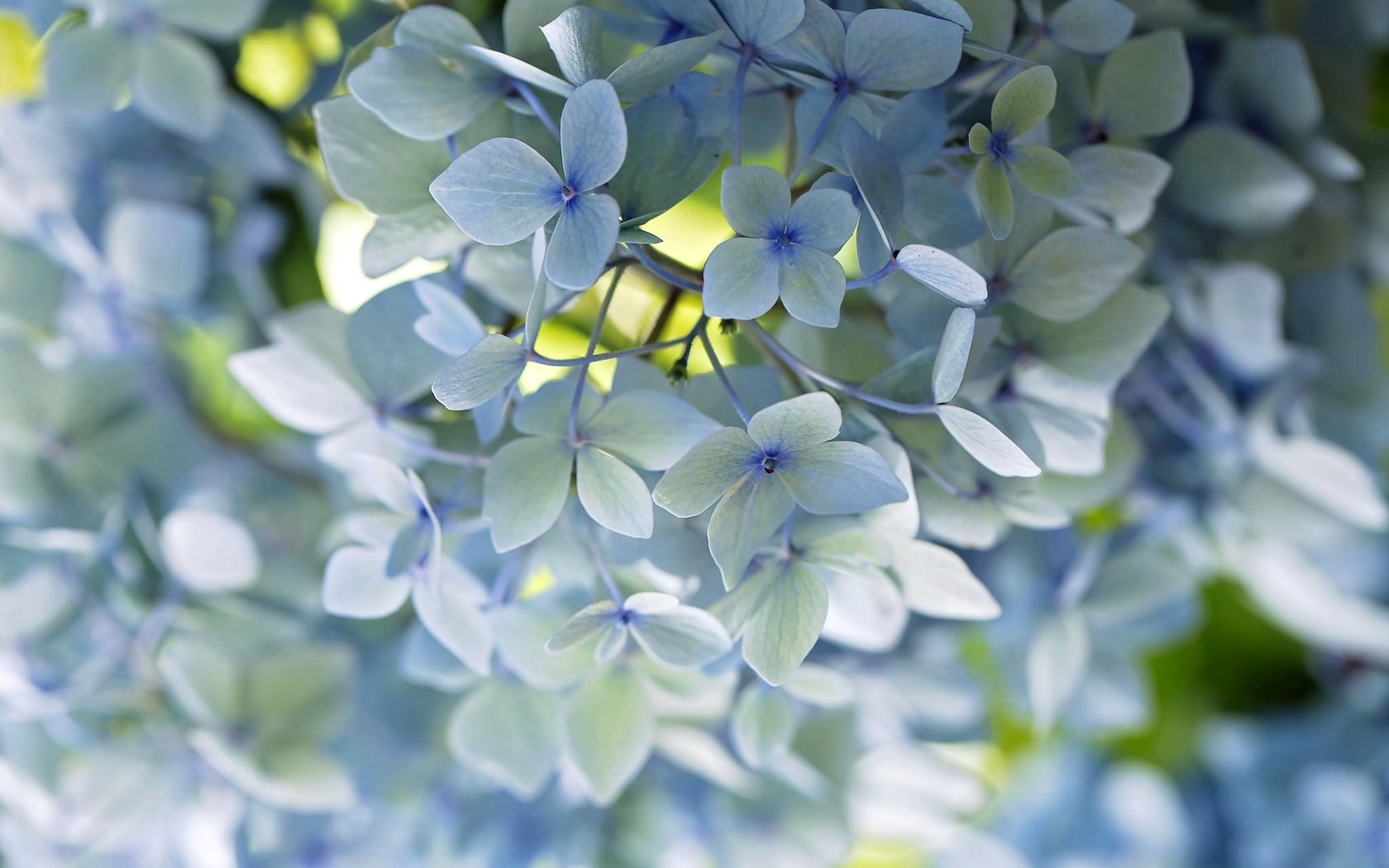 Обои цветы, макро, лепестки, голубой, нежность, гортензия, flowers, macro, petals, blue, tenderness, hydrangea разрешение 2048x1365 Загрузить
