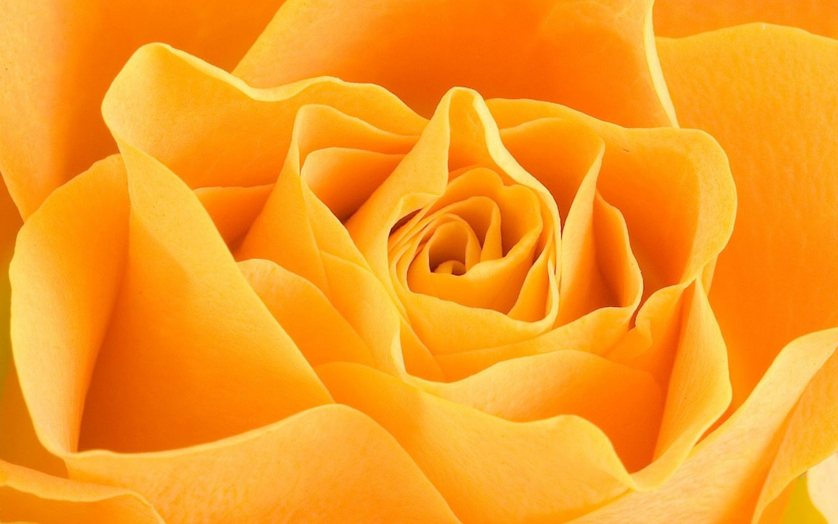 Обои макро, цветок, роза, жёлтая, macro, flower, rose, yellow разрешение 1920x1280 Загрузить