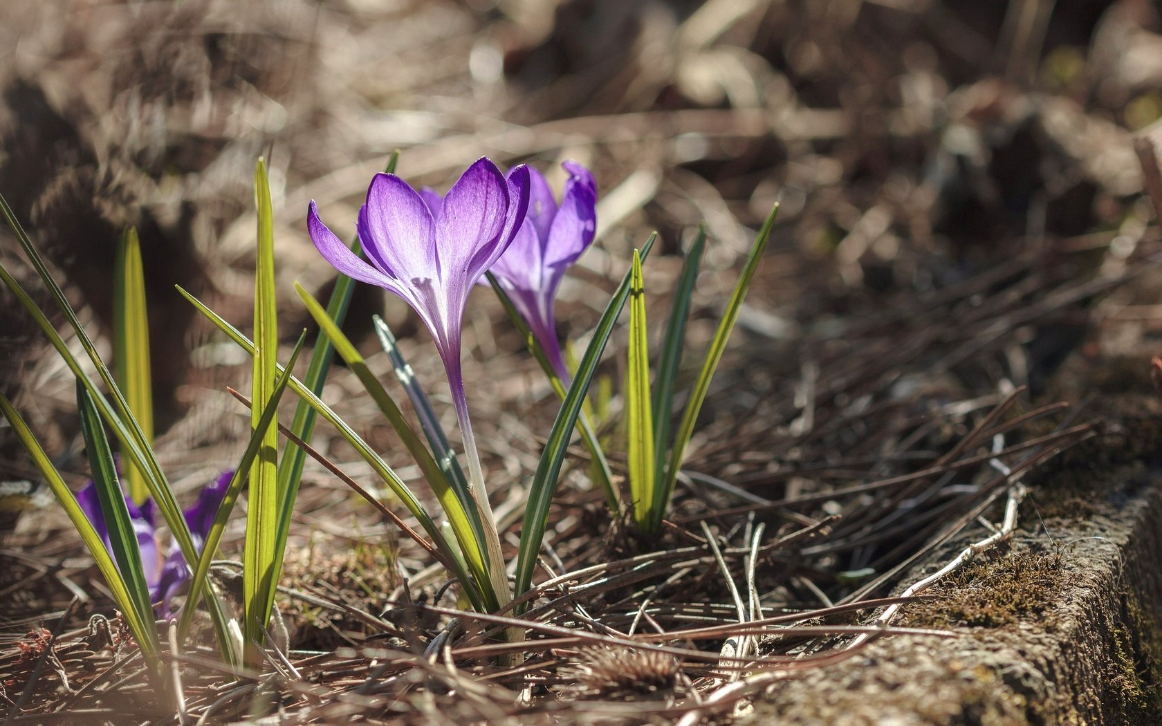 Обои цветы, лепестки, крокусы, flowers, petals, crocuses разрешение 2048x1365 Загрузить