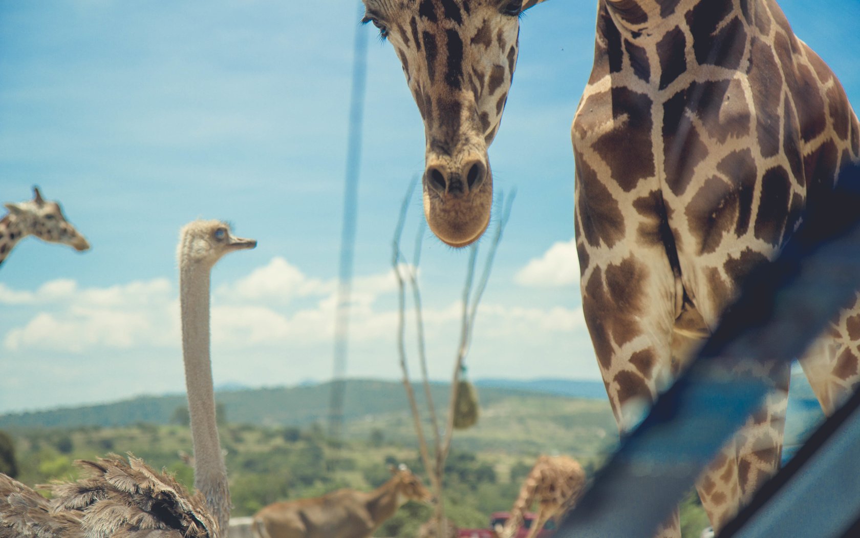 Обои природа, жираф, страус, nature, giraffe, ostrich разрешение 5184x3456 Загрузить