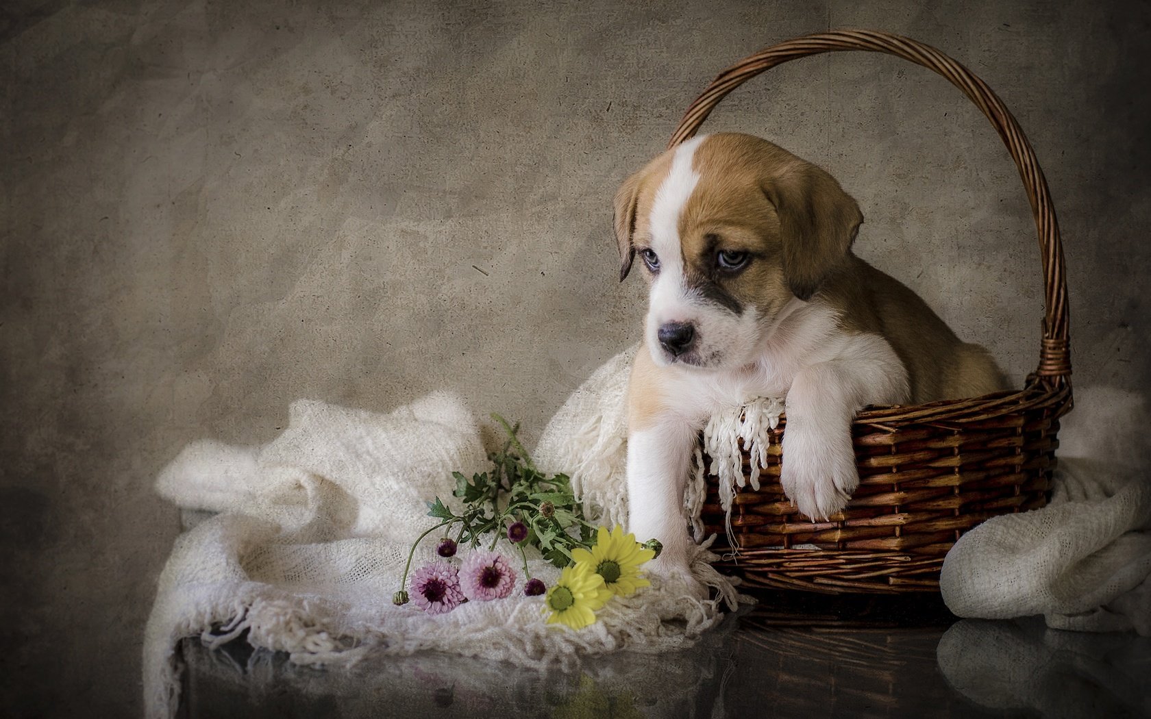 Обои цветы, собака, щенок, flowers, dog, puppy разрешение 2880x1908 Загрузить