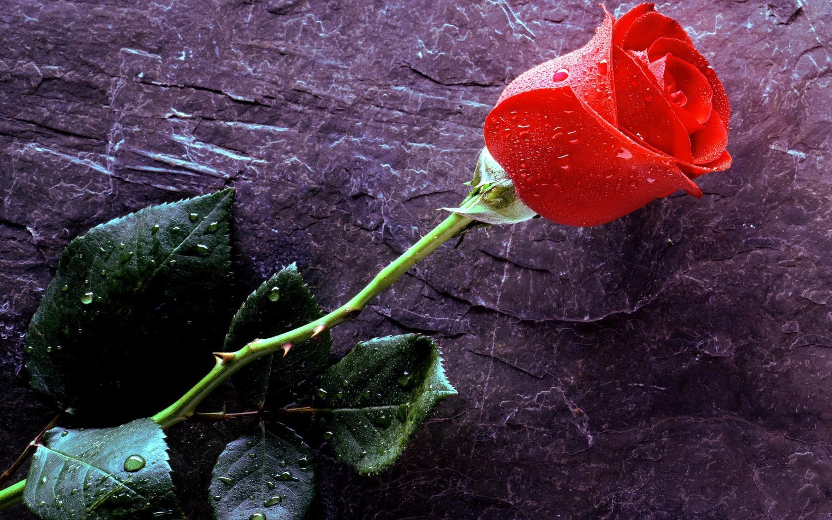 Обои цветок, капли, роза, красная, flower, drops, rose, red разрешение 1920x1080 Загрузить