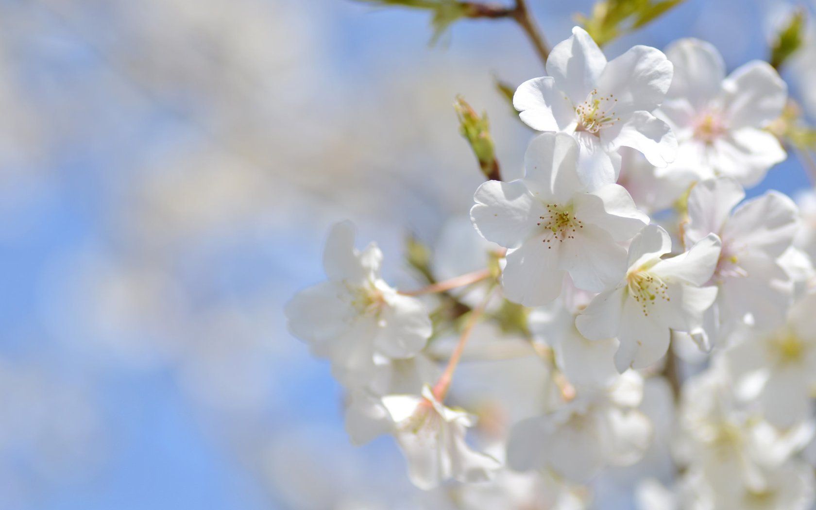 Обои небо, макро, весна, вишня, сакура, the sky, macro, spring, cherry, sakura разрешение 2048x1356 Загрузить