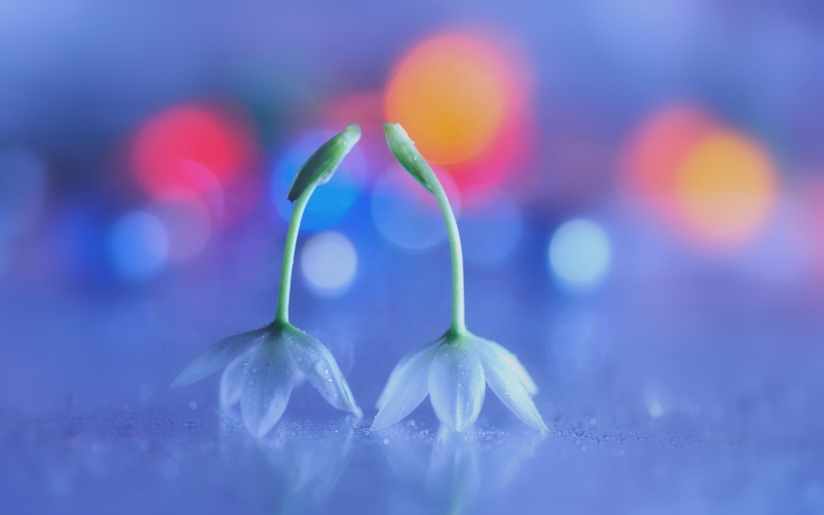 Обои цветы, макро, белые, боке, flowers, macro, white, bokeh разрешение 2048x1362 Загрузить