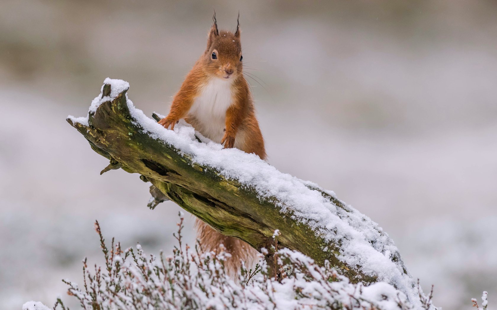 Обои снег, зима, рыжая, белка, зверек, коряга, белочка, грызун, snow, winter, red, protein, animal, snag, squirrel, rodent разрешение 3600x2571 Загрузить