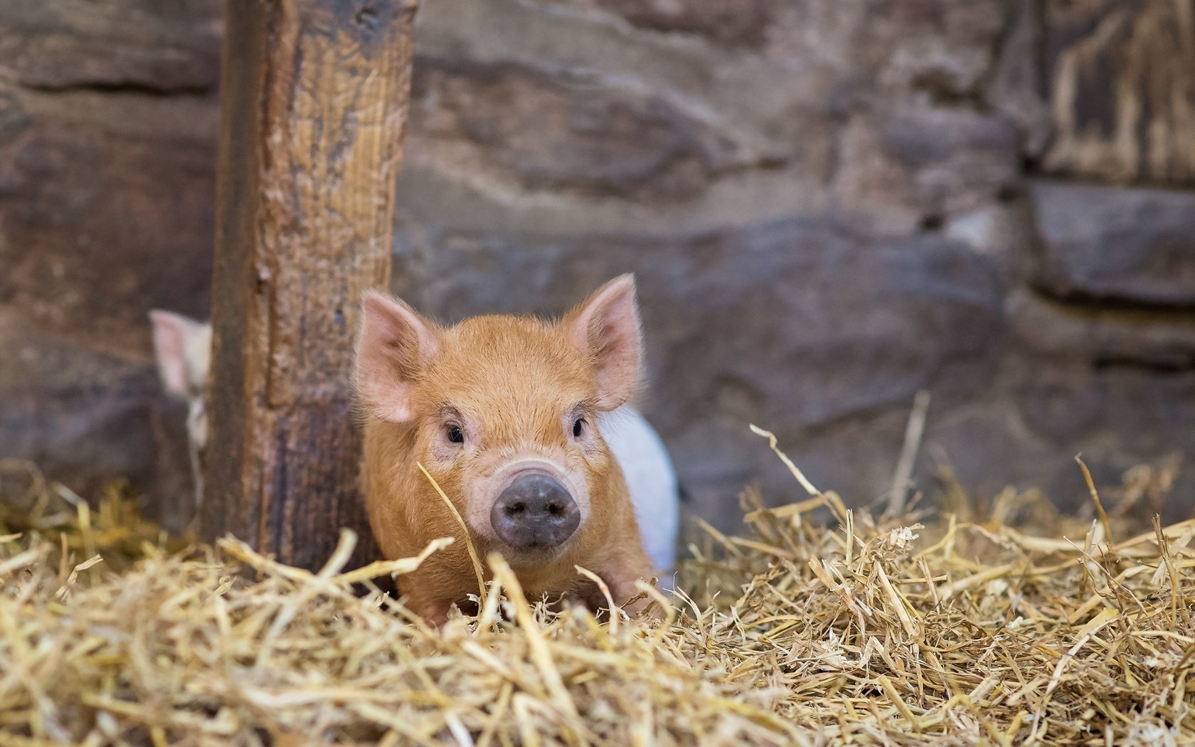 Обои фон, сарай, свинья, поросенок, хрюшка, винья, background, the barn, pig, vina разрешение 2000x1335 Загрузить