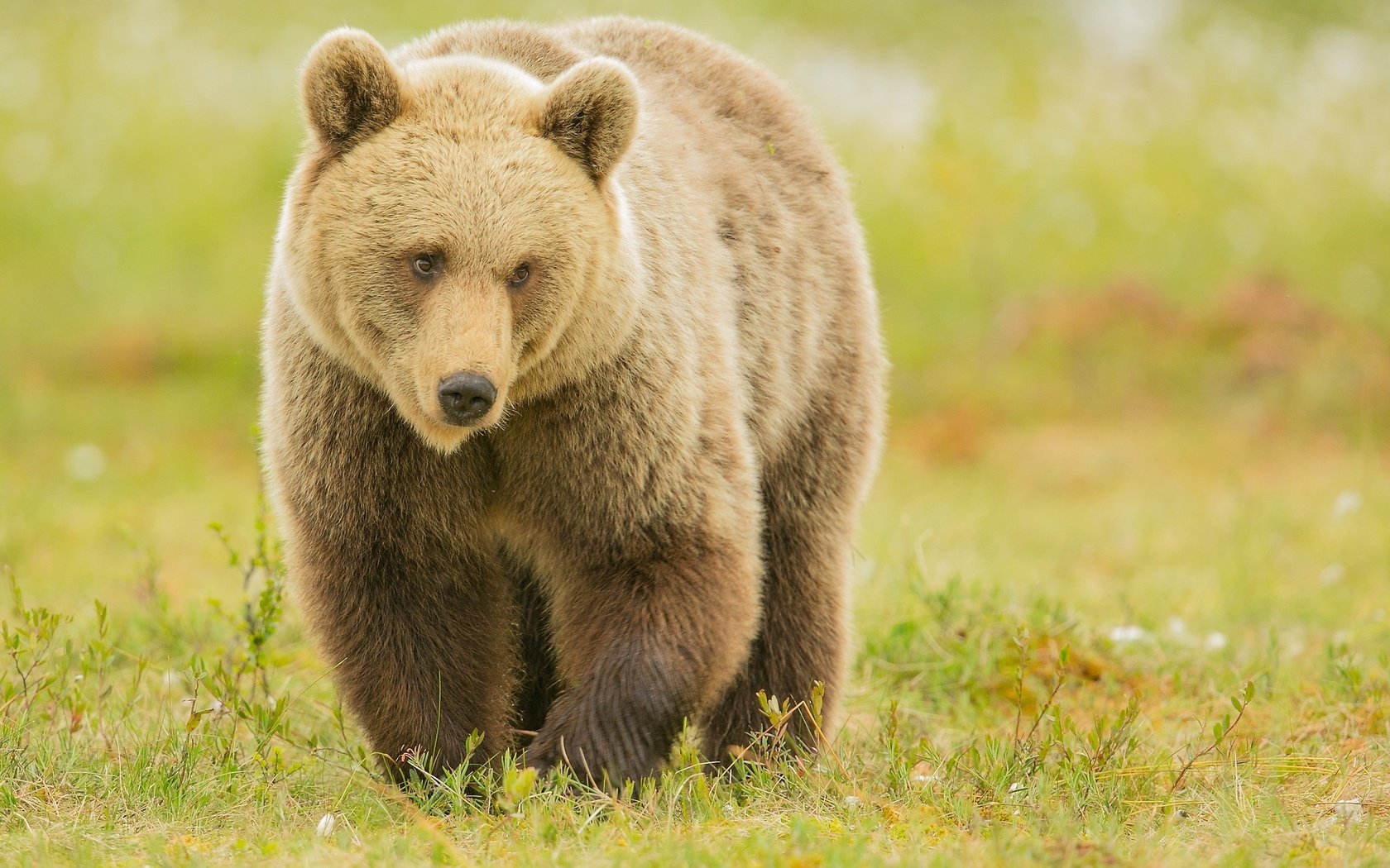 Обои медведь, хищник, бурый, bear, predator, brown разрешение 2048x1325 Загрузить