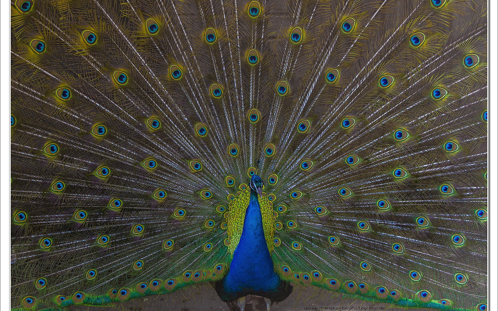 Обои птица, павлин, расцветка, животно е, перья павлина, зоо, bird, peacock, colors, animals, peacock feathers, zoo разрешение 2048x1391 Загрузить