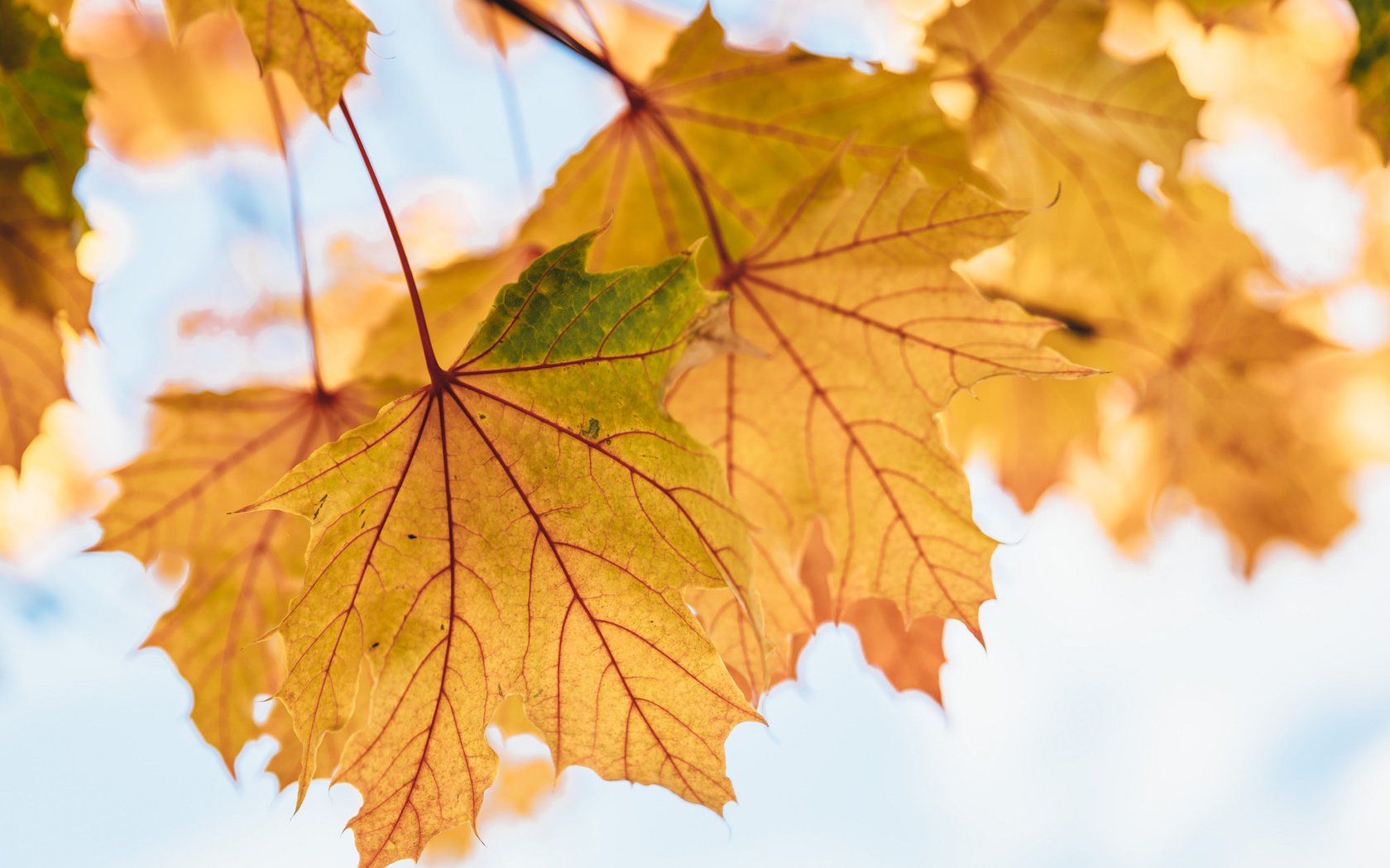 Обои листья, осень, клен, кленовый лист, желтые, осенние листья, leaves, autumn, maple, maple leaf, yellow, autumn leaves разрешение 2048x1534 Загрузить