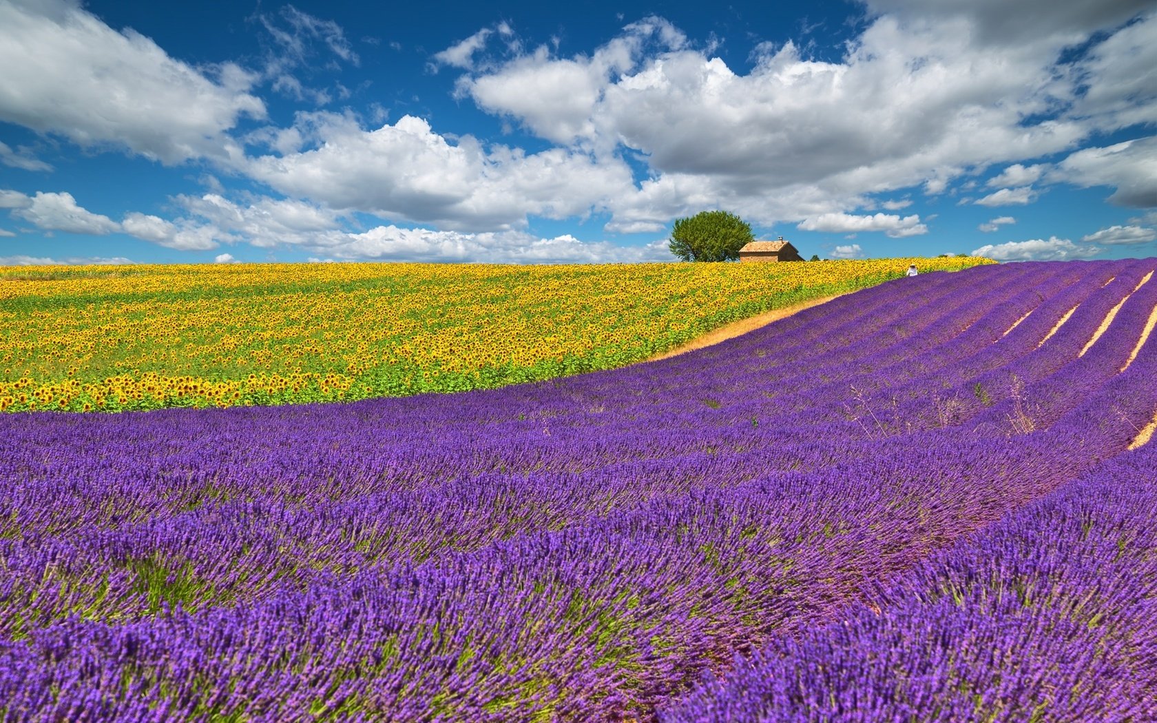 Обои небо, облака, желтый, поле, лаванда, подсолнухи, сиреневый, the sky, clouds, yellow, field, lavender, sunflowers, lilac разрешение 2000x1278 Загрузить