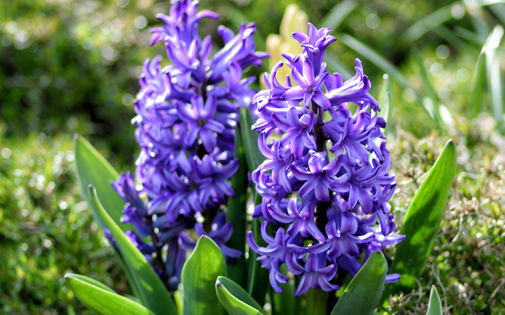 Обои цветы, весна, фиолетовые, гиацинты, flowers, spring, purple, hyacinths разрешение 2048x1365 Загрузить