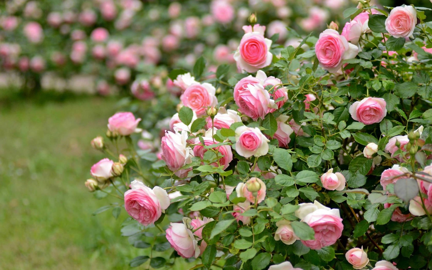 Обои розы, розовый, куст, roses, pink, bush разрешение 2048x1356 Загрузить