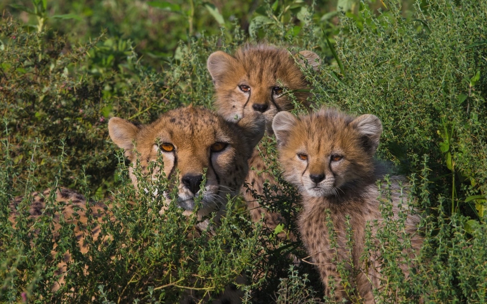 Обои дети, семья, мама, гепарды, children, family, mom, cheetahs разрешение 1920x1174 Загрузить