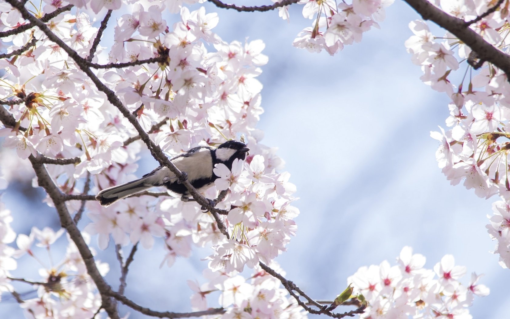 Обои дерево, птица, весна, вишня, сакура, синица, tree, bird, spring, cherry, sakura, tit разрешение 2048x1357 Загрузить