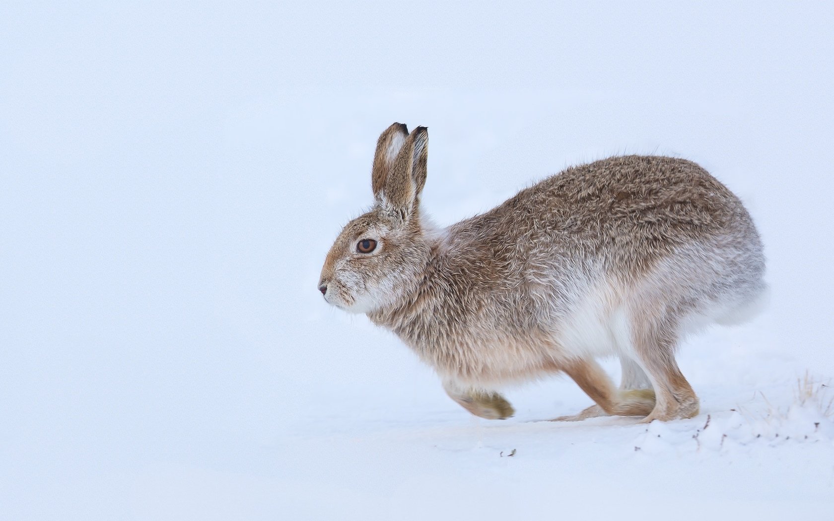 Обои снег, природа, зима, ушки, заяц, snow, nature, winter, ears, hare разрешение 2048x1301 Загрузить