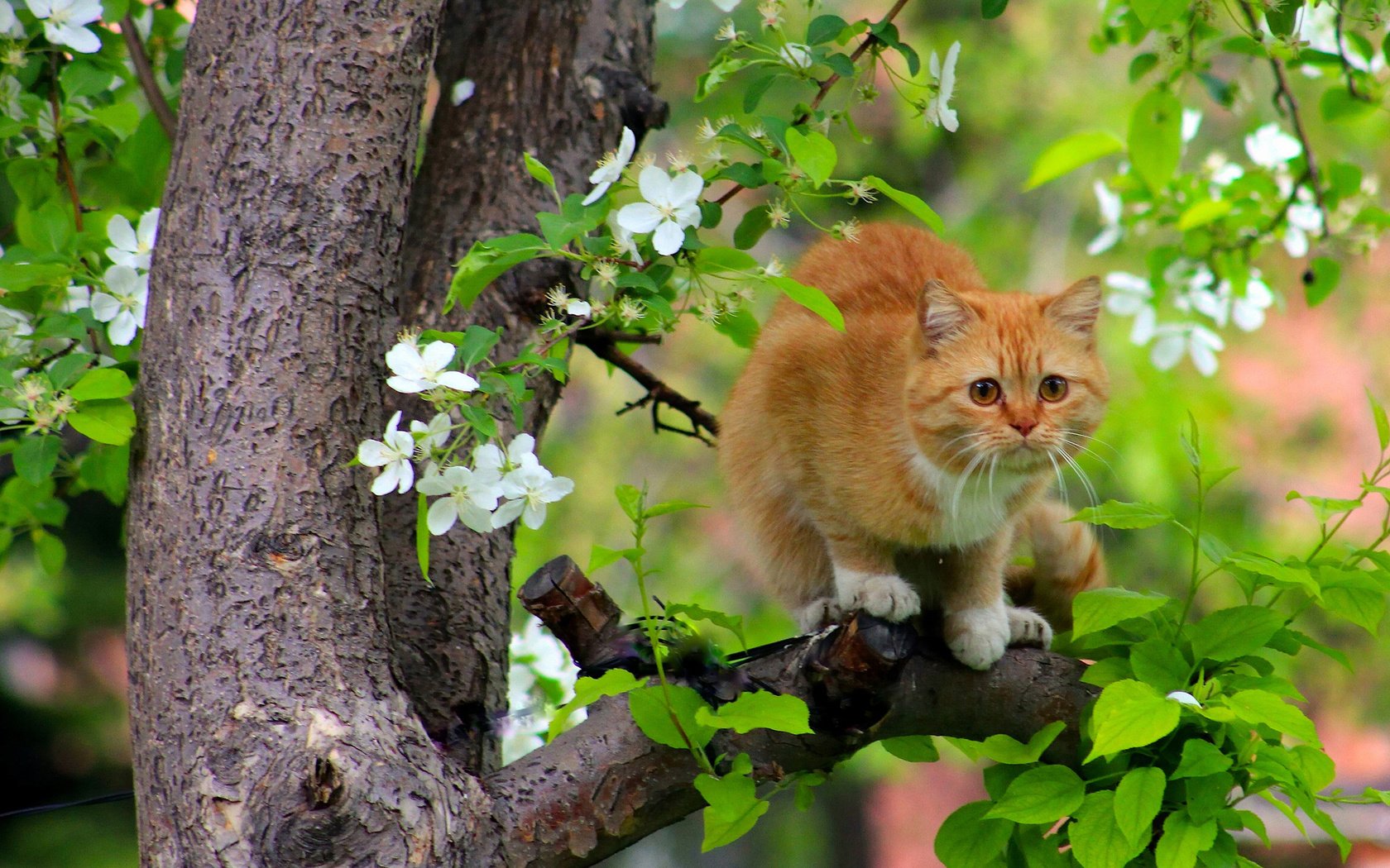 Обои дерево, цветение, кот, кошка, рыжая, весна, tree, flowering, cat, red, spring разрешение 1920x1441 Загрузить