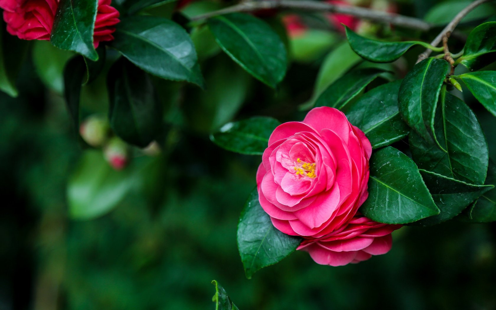 Обои дерево, розовый, яркий, камелия, tree, pink, bright, camellia разрешение 2048x1365 Загрузить