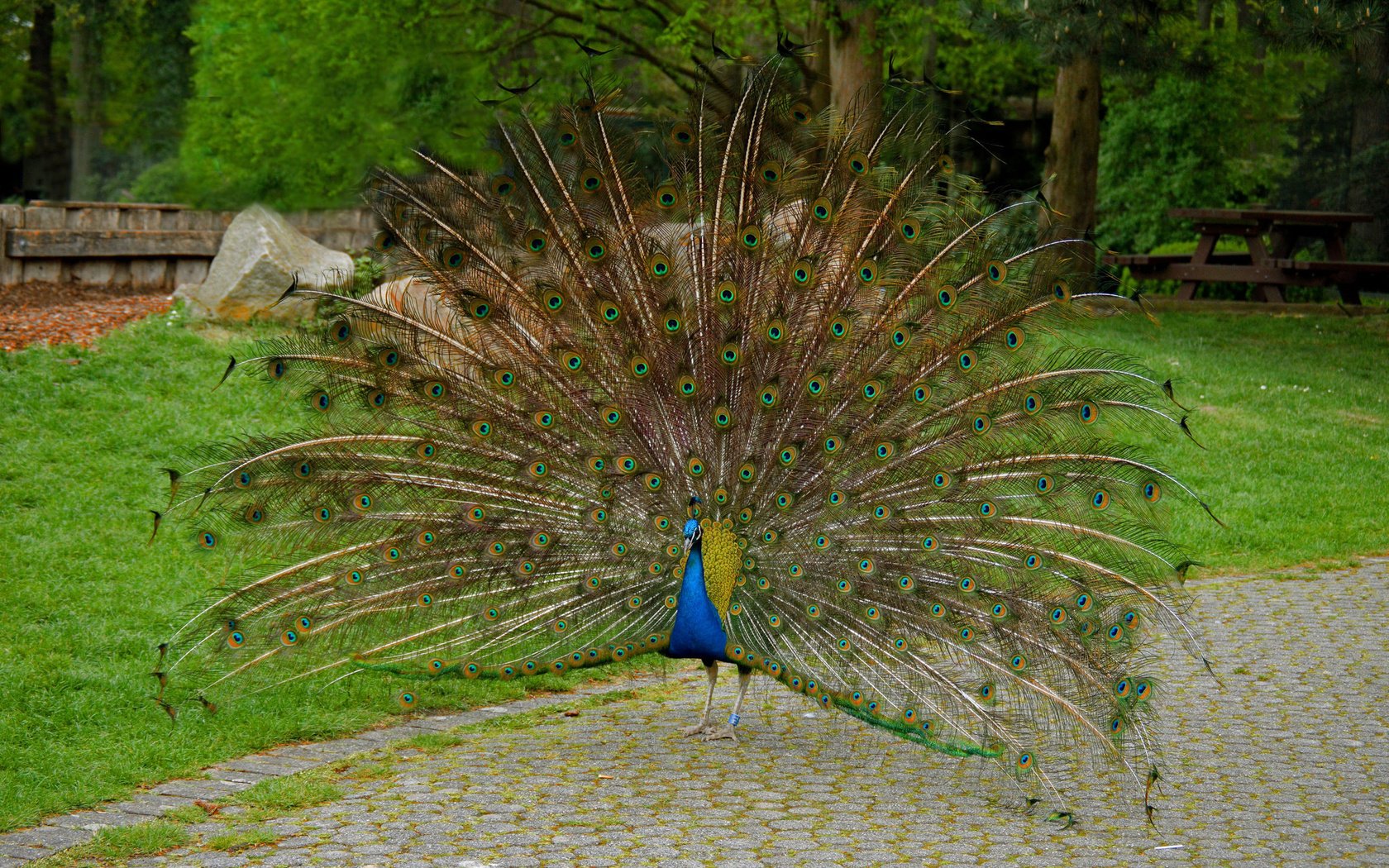 Обои птица, павлин, хвост, bird, peacock, tail разрешение 2048x1362 Загрузить