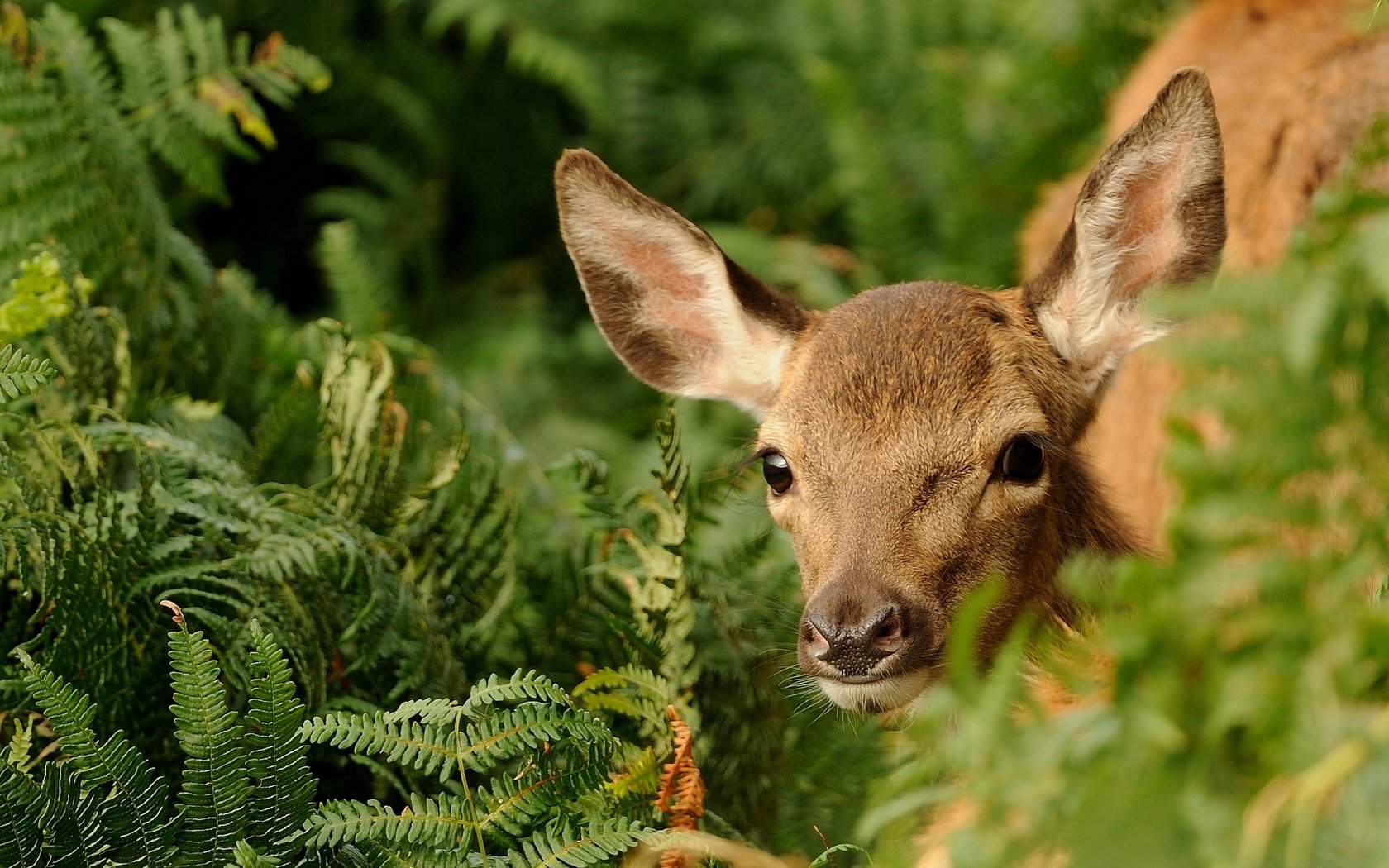 Обои зелень, олень, папоротник, олененок, greens, deer, fern, fawn разрешение 2048x1350 Загрузить