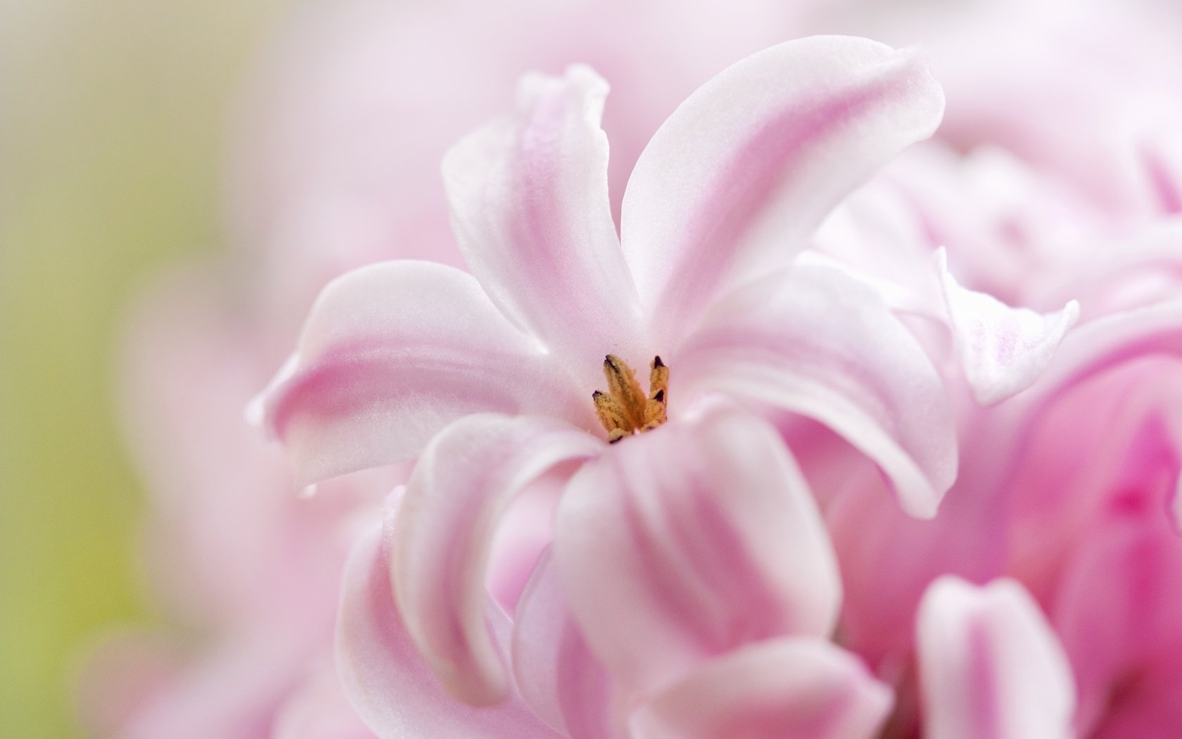 Обои макро, розовый, гиацинт, macro, pink, hyacinth разрешение 2048x1372 Загрузить