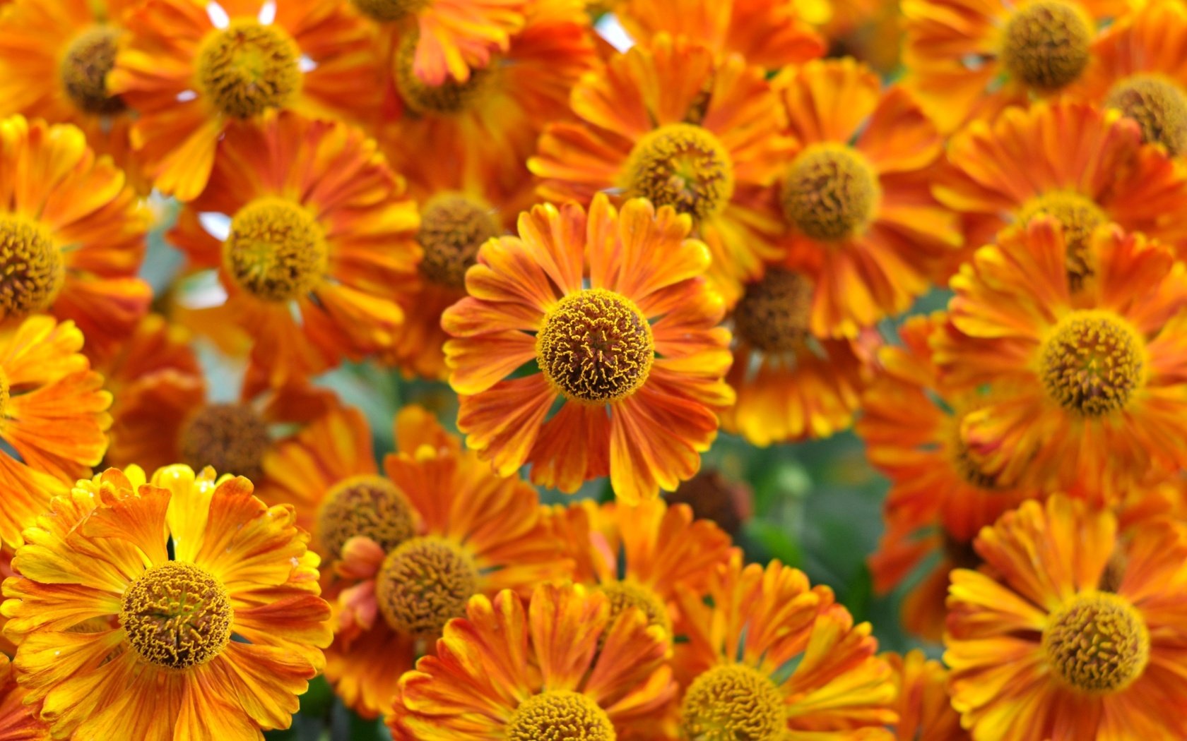 Обои цветы, макро, оранжевые, гелениум, flowers, macro, orange, gelenium разрешение 2400x1594 Загрузить