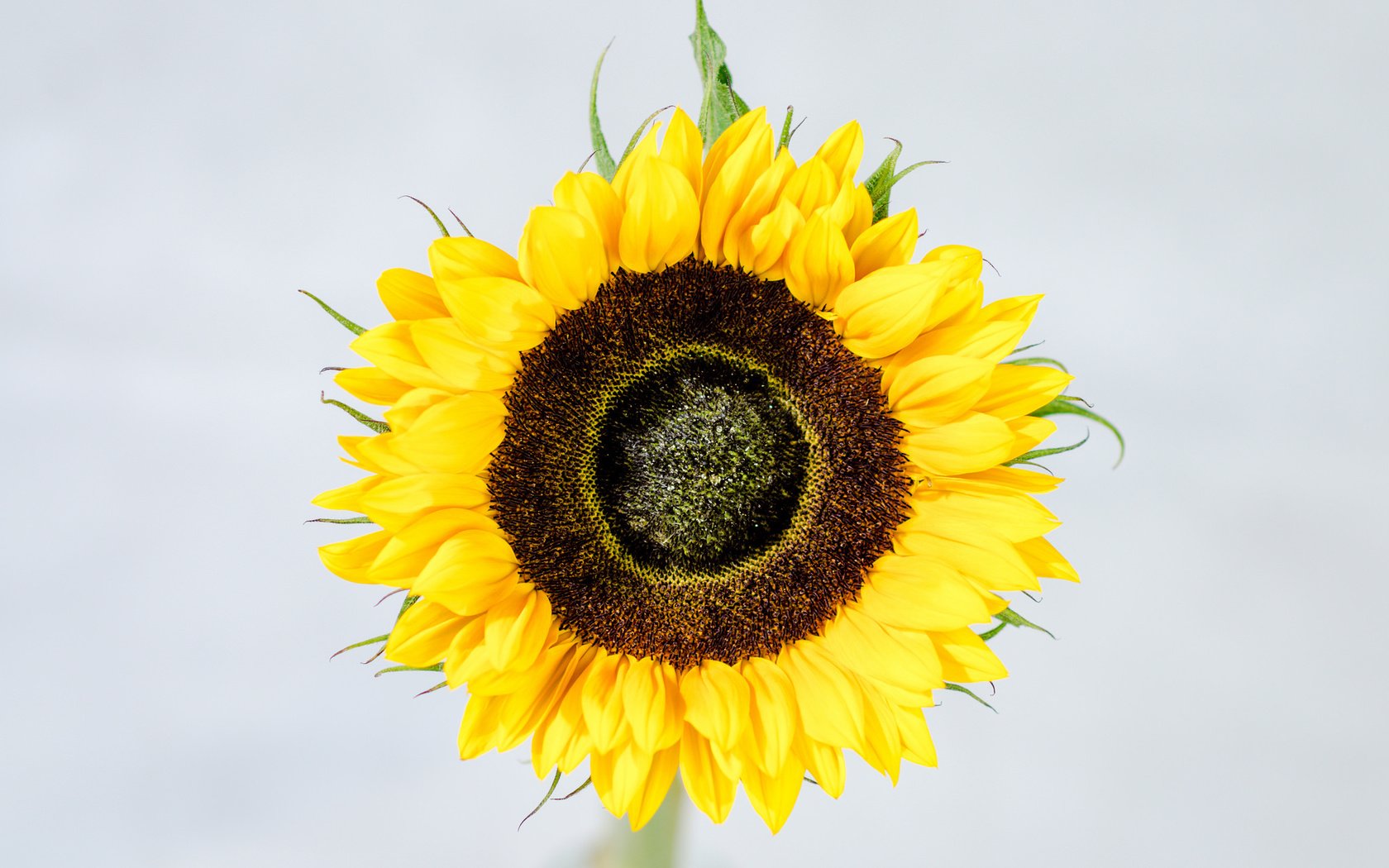 Обои желтый, цветок, лепестки, подсолнух, yellow, flower, petals, sunflower разрешение 2048x1356 Загрузить