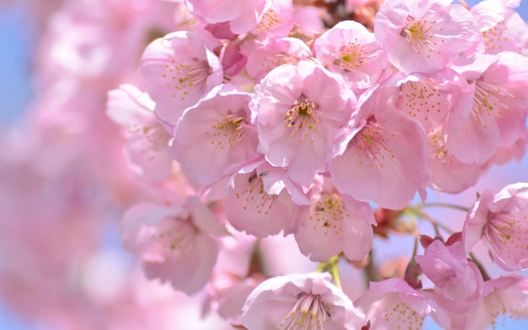 Обои макро, весна, розовый, вишня, сакура, macro, spring, pink, cherry, sakura разрешение 2048x1356 Загрузить