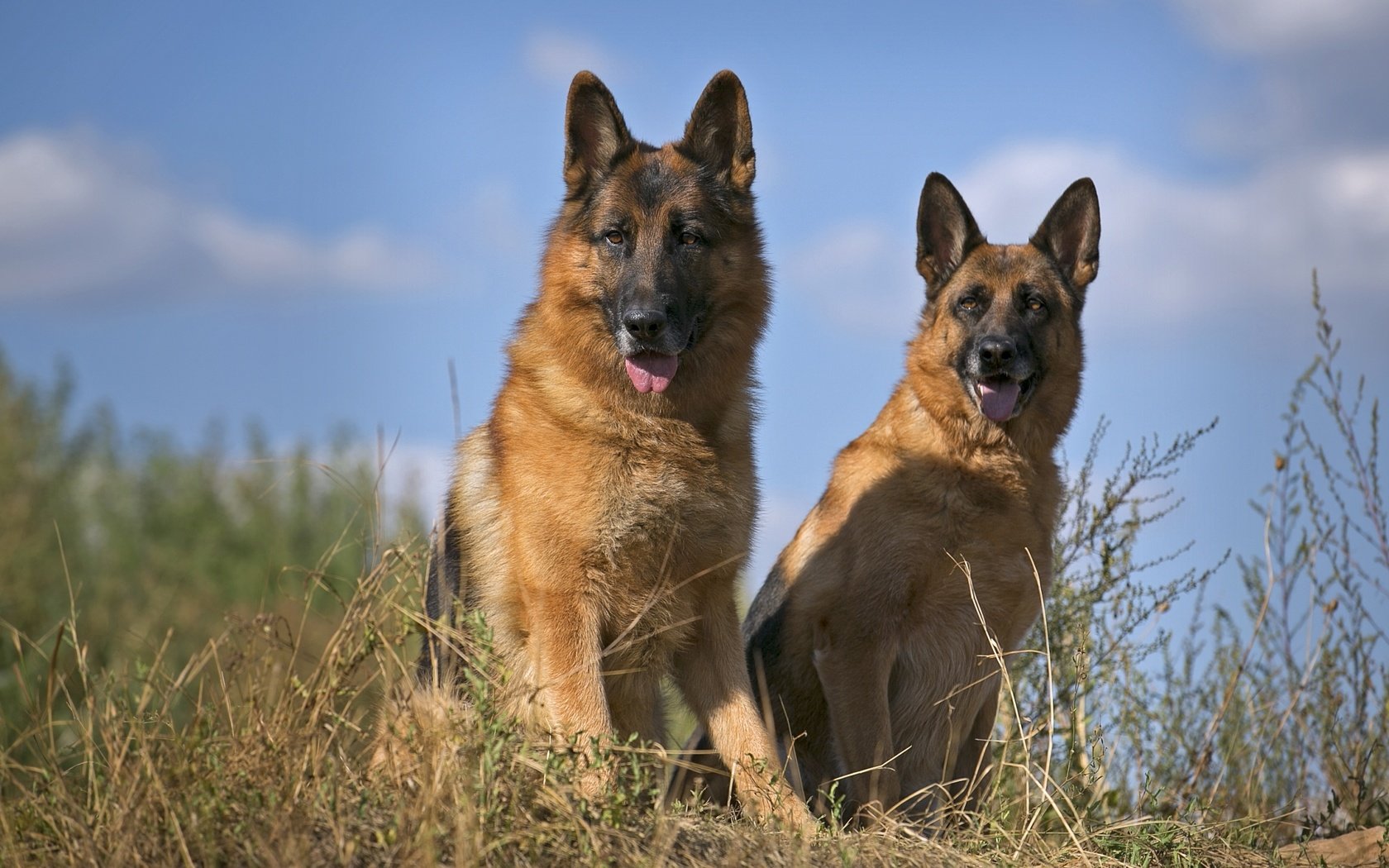 Обои порода, немецкая овчарка, дуэт, овчарки, умные, breed, german shepherd, duo, shepherd, smart разрешение 2100x1337 Загрузить